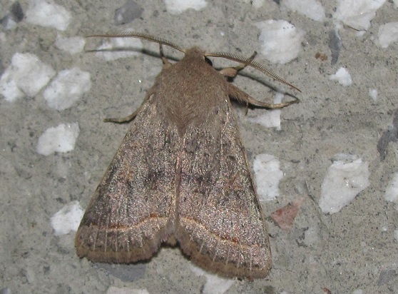 Orthosia cerasi